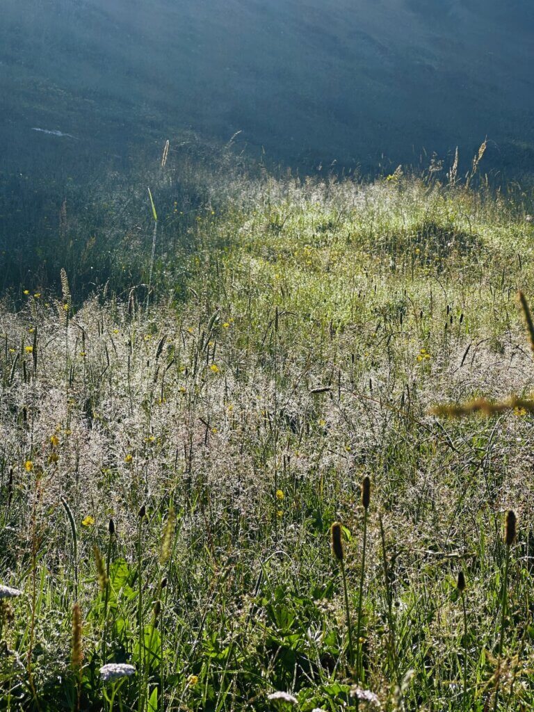 Matthias Maier | Morning dew