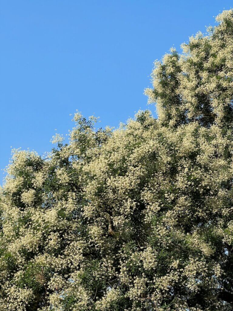 Matthias Maier | Japanese pagoda tree