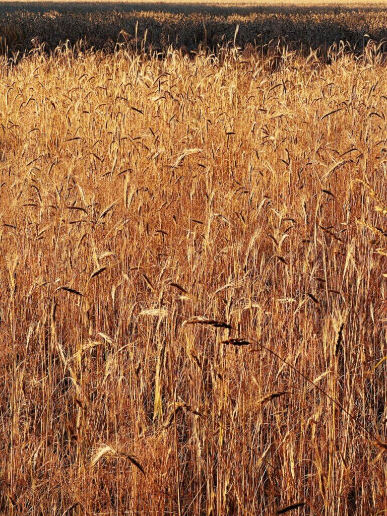 Matthias Maier | Barley field