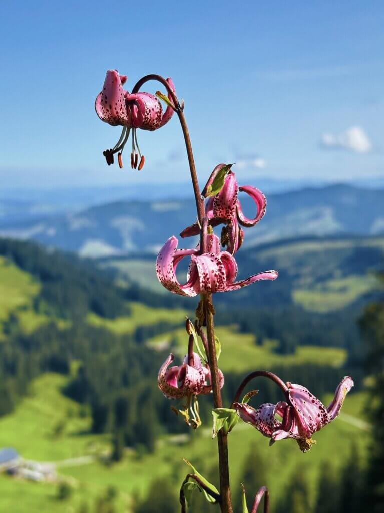 Matthias Maier | Martagon lily