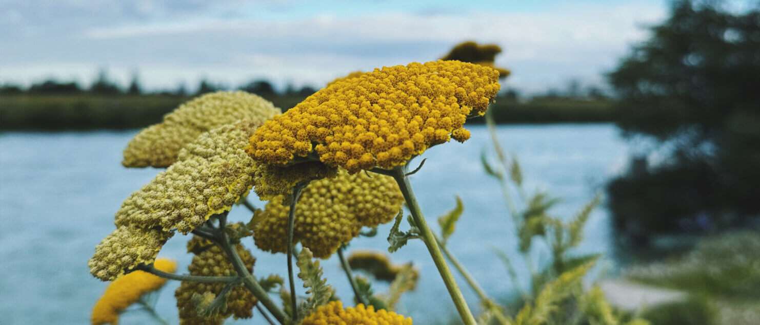 Matthias Maier | Stories | Week 27 2024 | Fernleaves Yarrows in the harbour