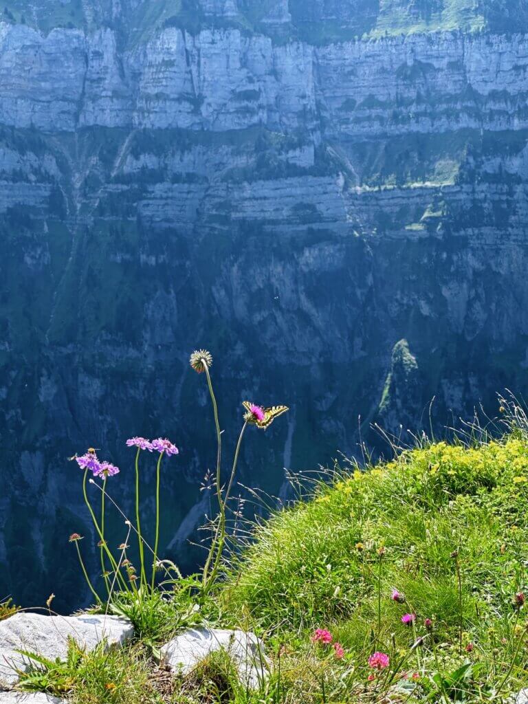 Matthias Maier | Flowers on the edge