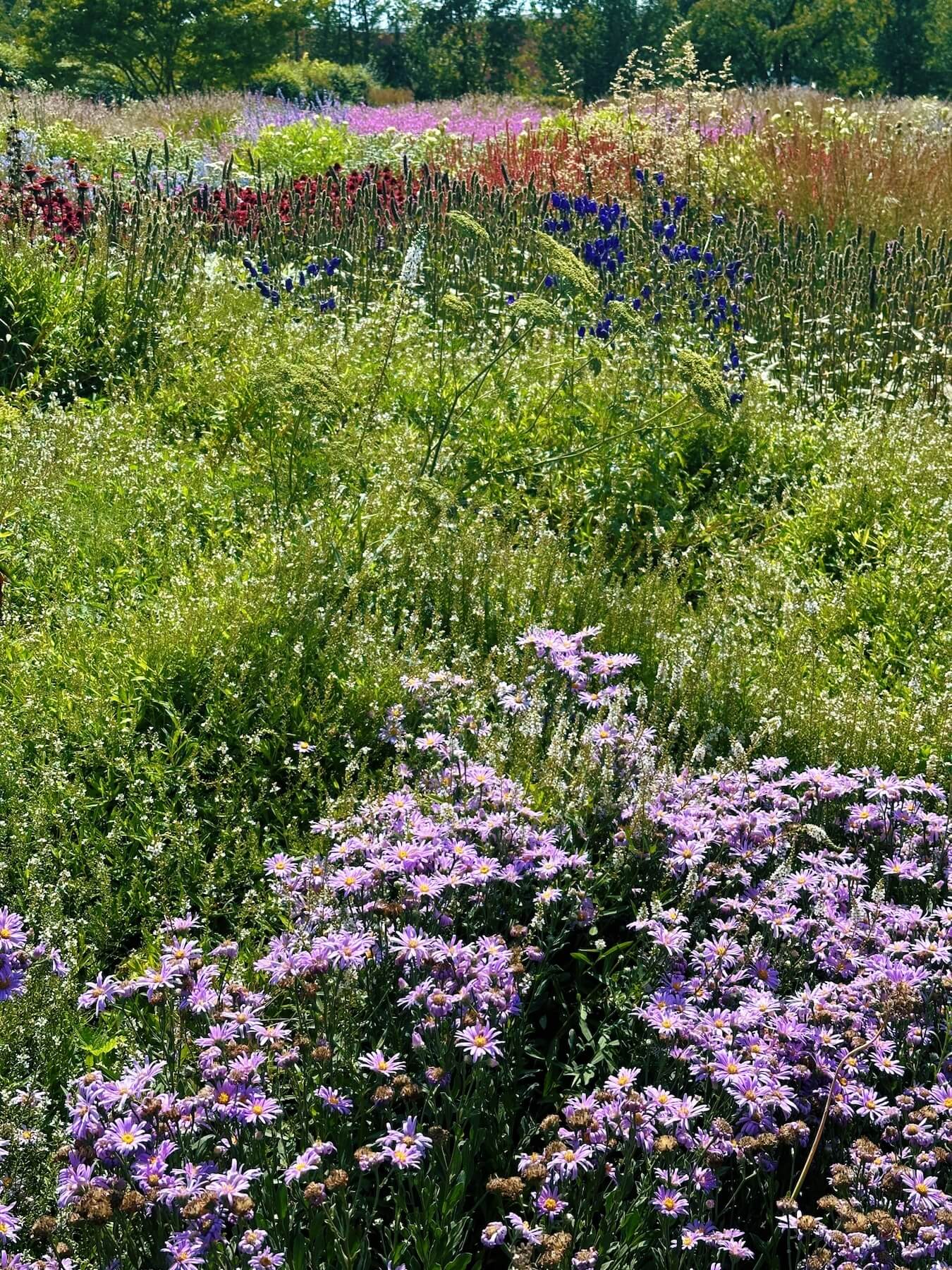 Matthias Maier | Oudolf Garden