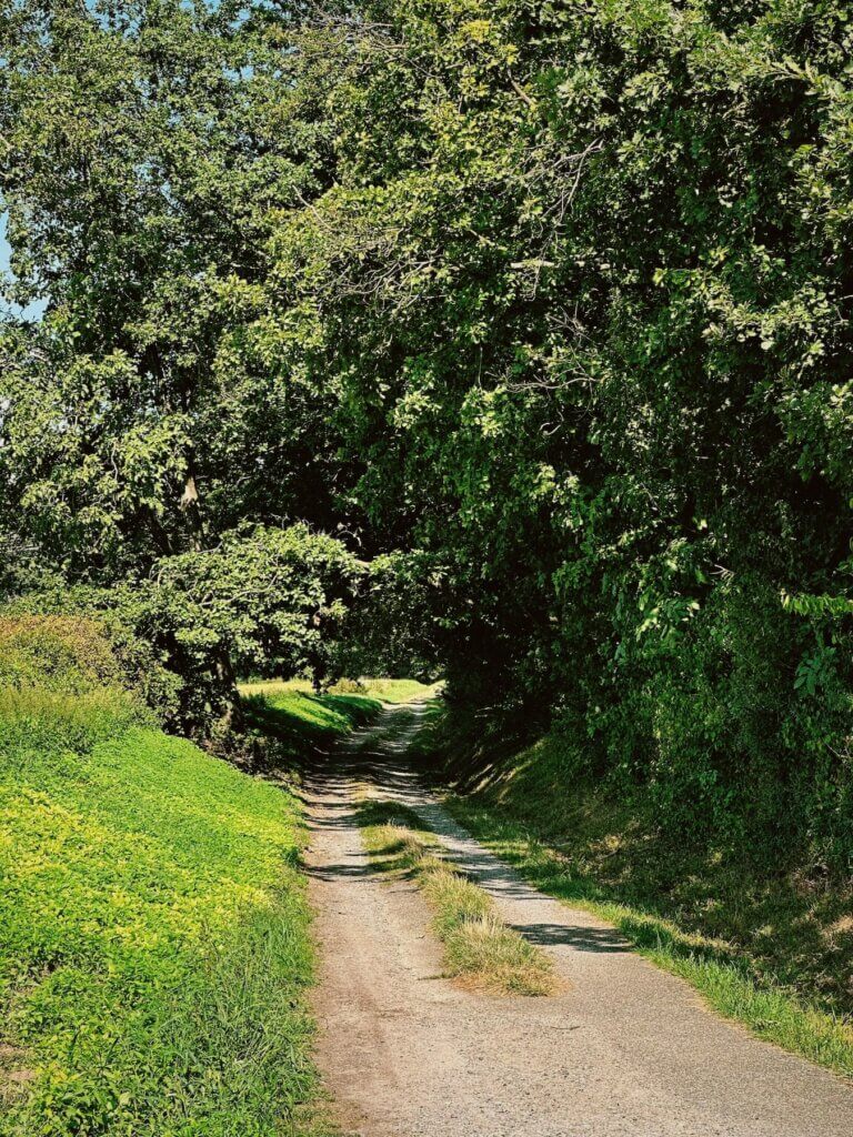 Matthias Maier | Forest path