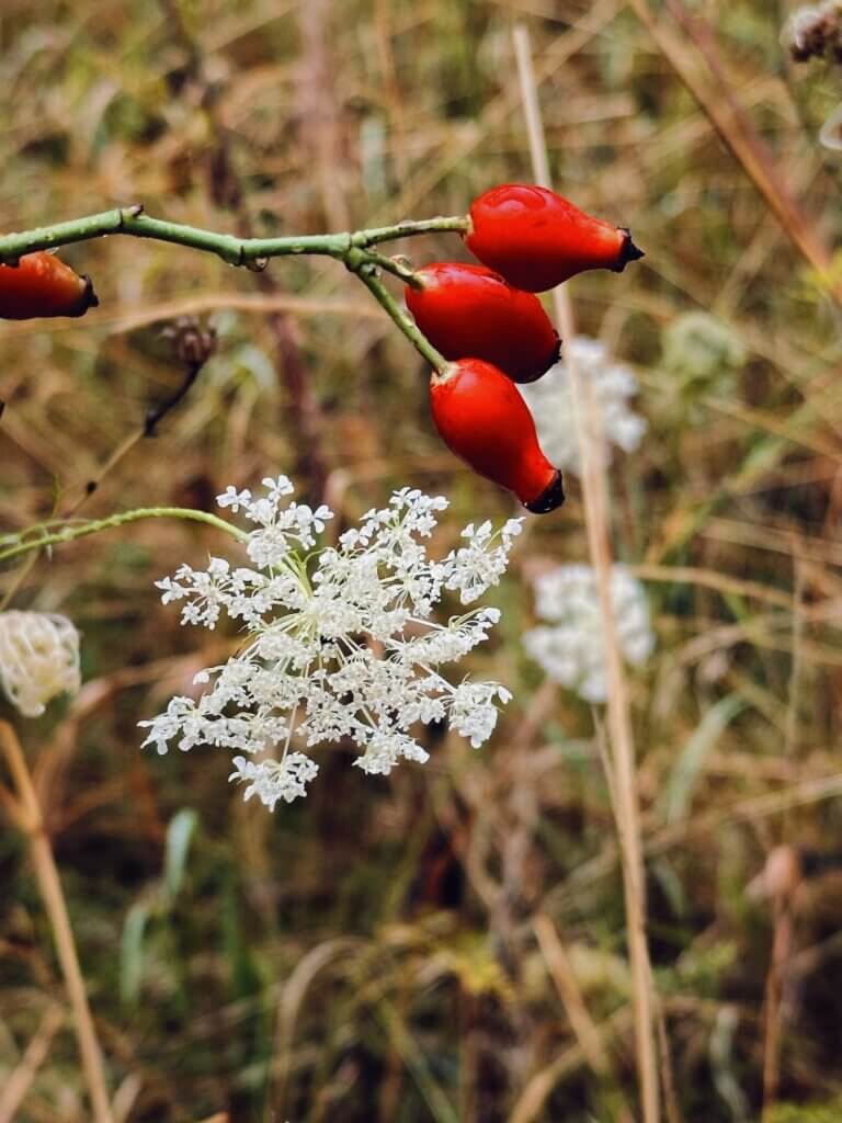 Matthias Maier | Rosehips and Queen Anne's laces