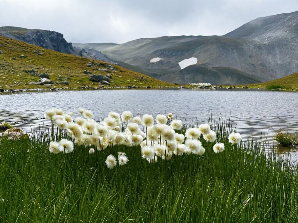 Matthias Maier | Cotton grass