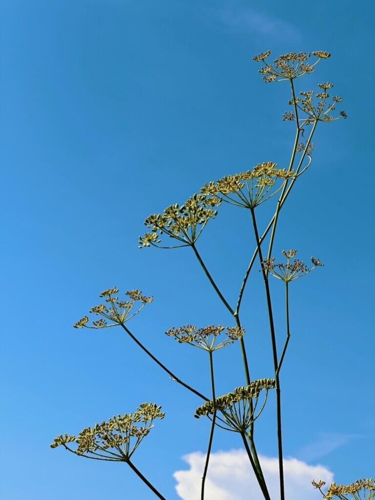 Matthias Maier | Wild anise