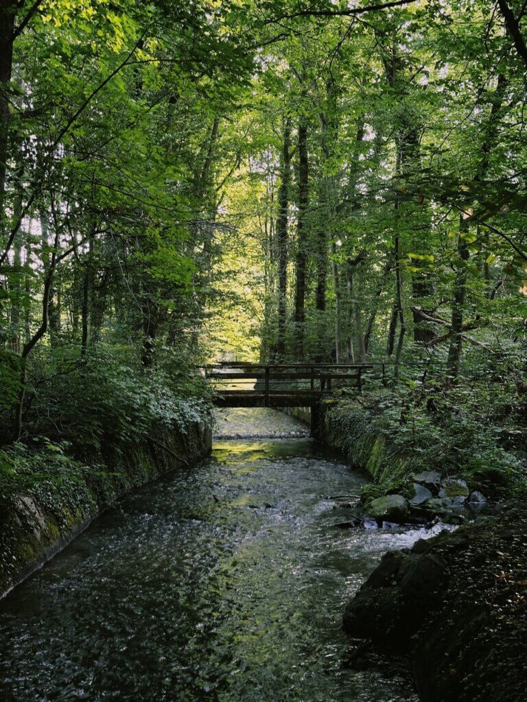 Matthias Maier | Forest stream