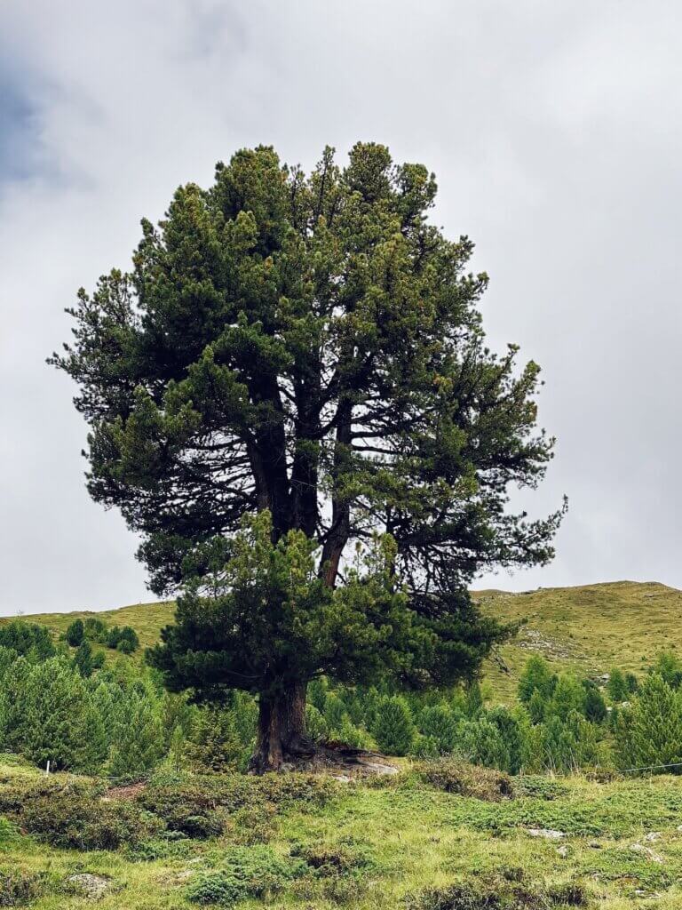 Matthias Maier | Swiss stone pine