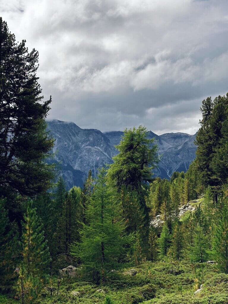 Matthias Maier | Alpine forest