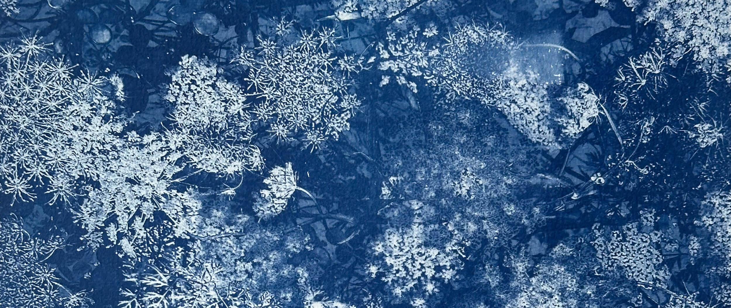 Matthias Maier | Stories | Week 31 2024 | Final cyanotype (detail)