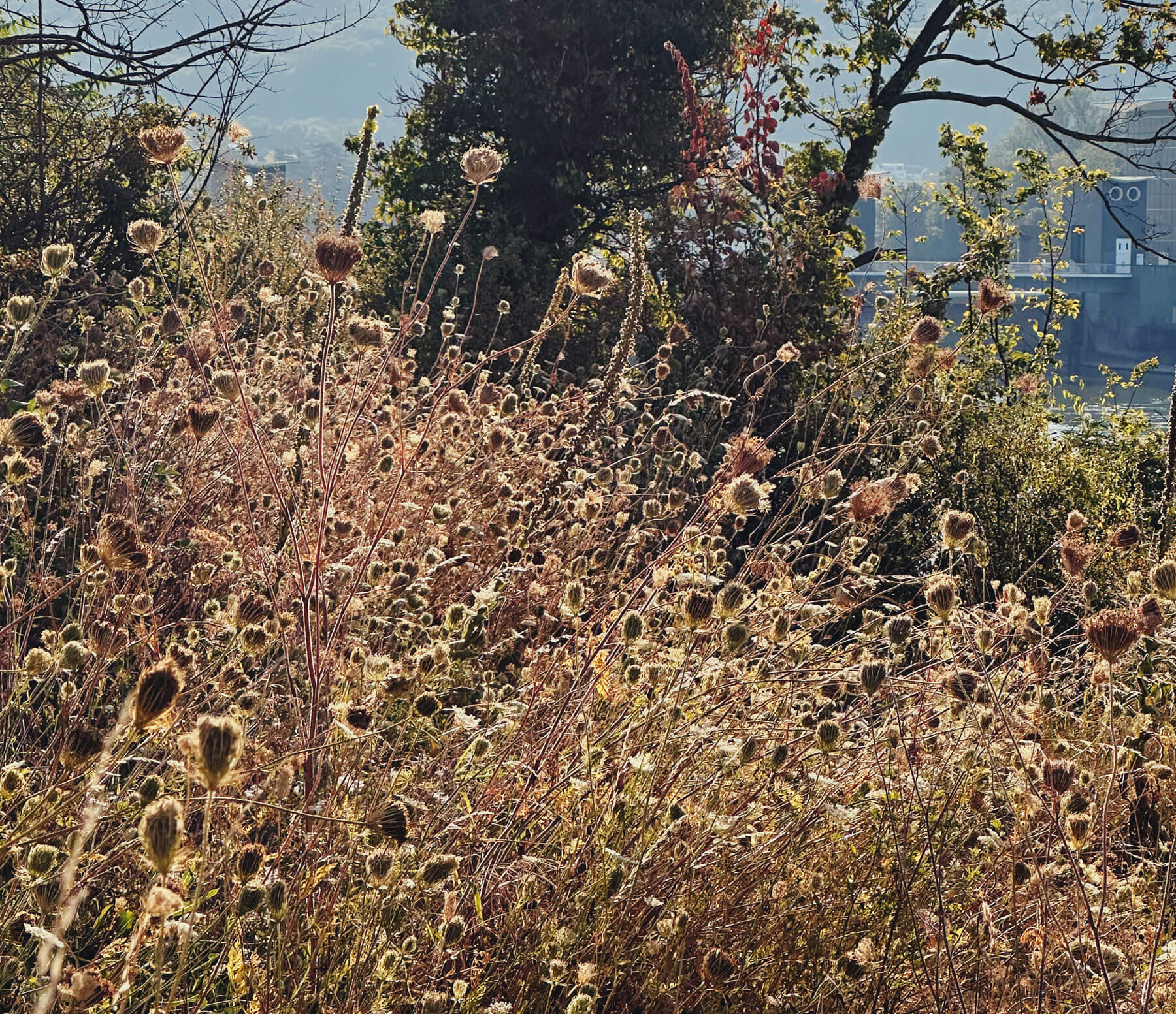 Matthias Maier | Stories | Week 31 2024 | Flowers turning brown