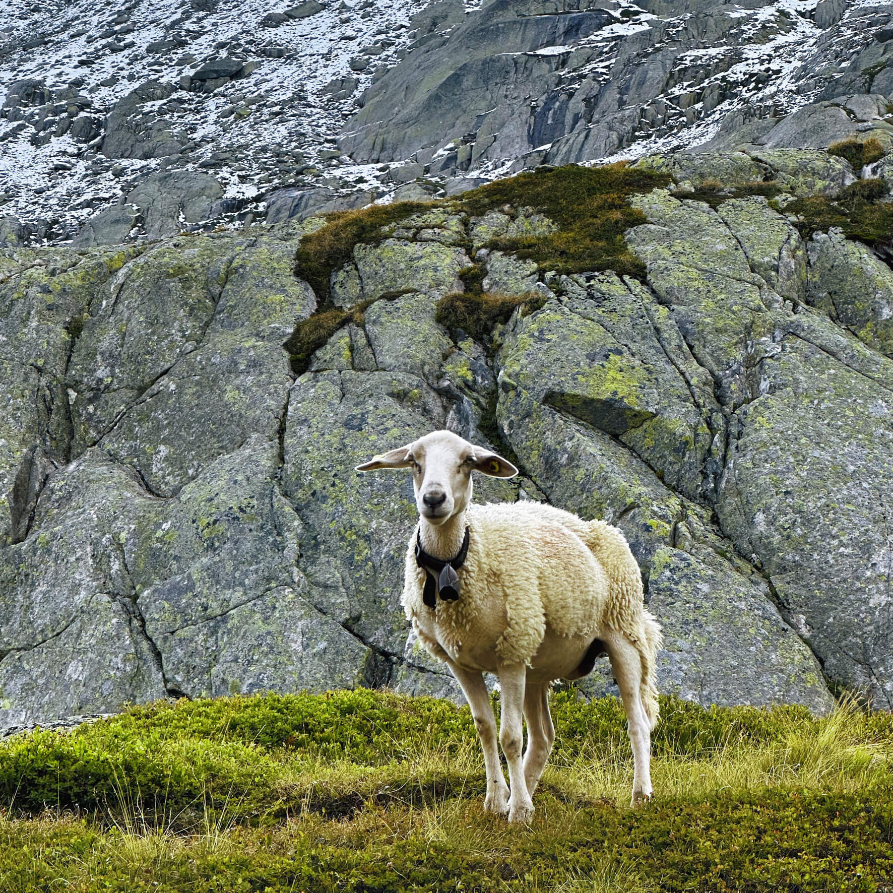 Matthias Maier | Stories | Week 33 2024 | Sheep