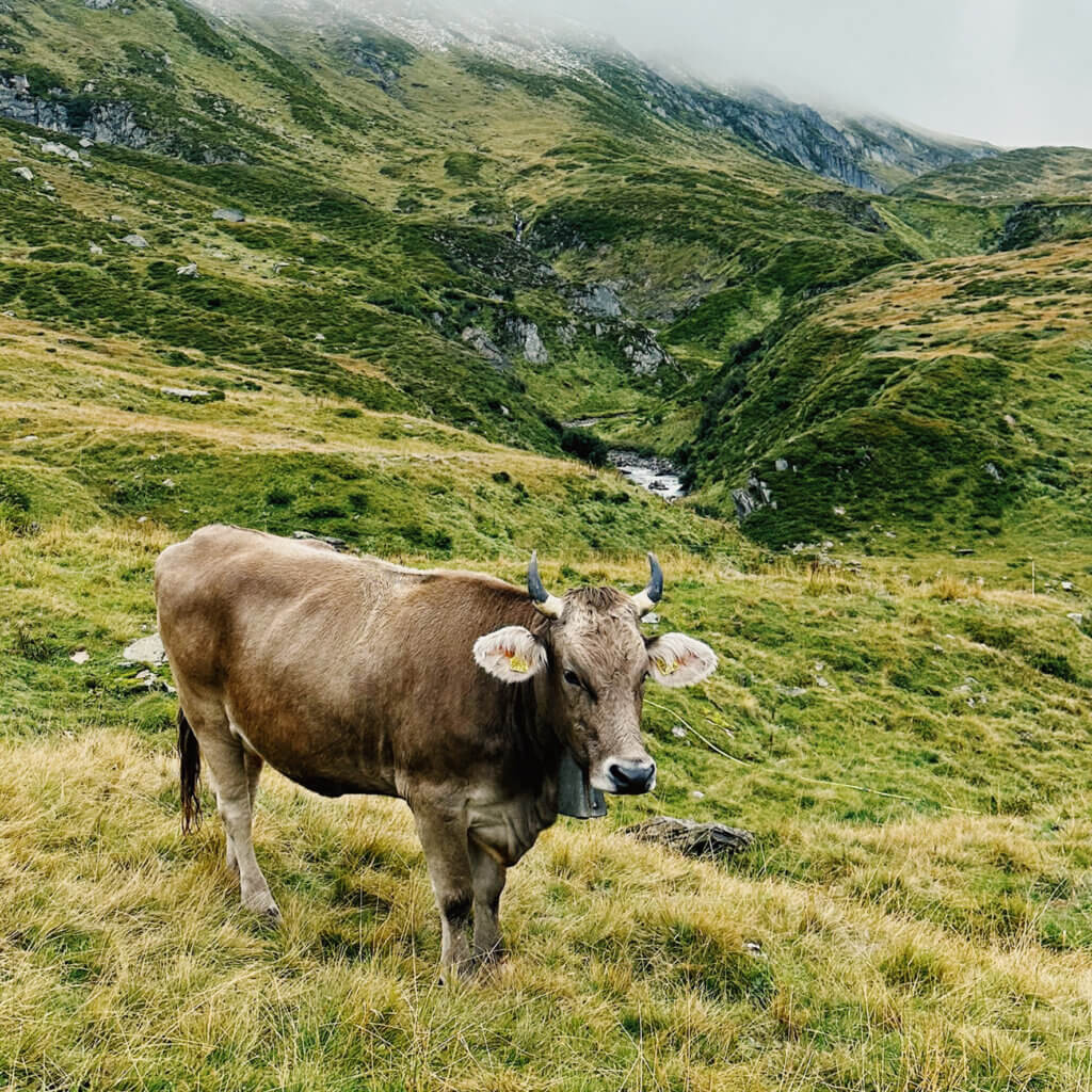 Matthias Maier | Stories | Week 33 2024 | Cow