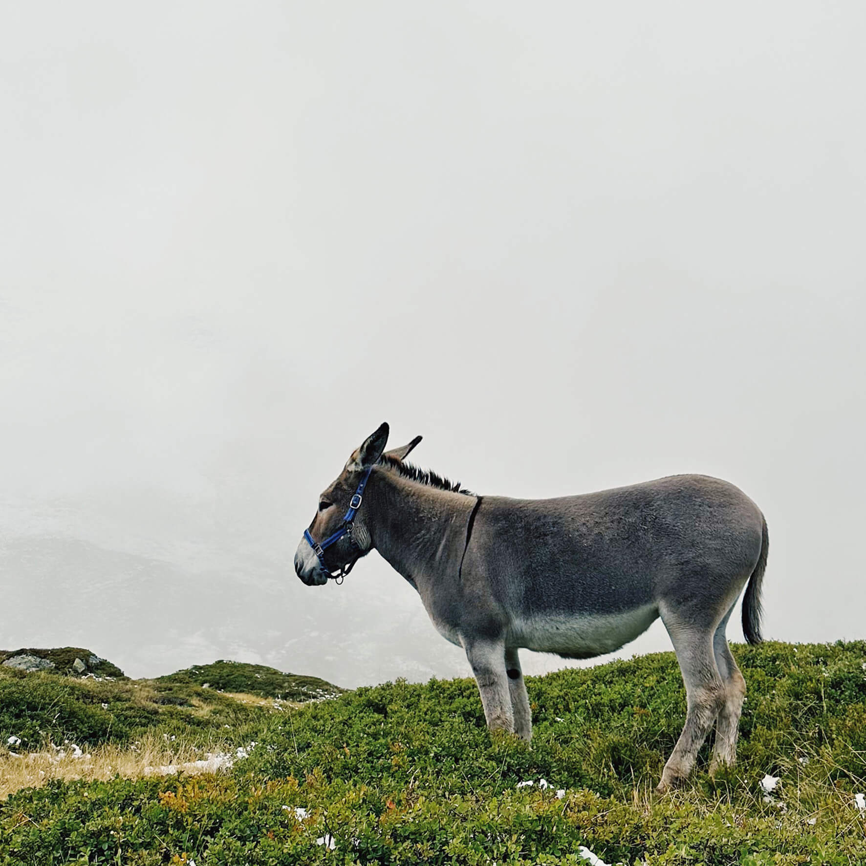 Matthias Maier | Stories | Week 33 2024 | Donkey