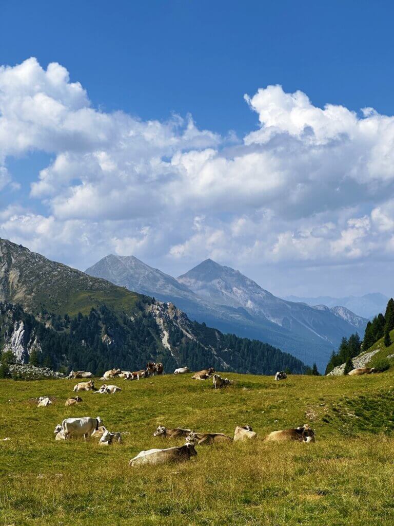 Matthias Maier | Relaxing cows