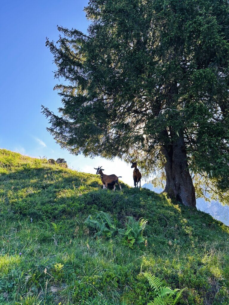 Matthias Maier | Swiss goats