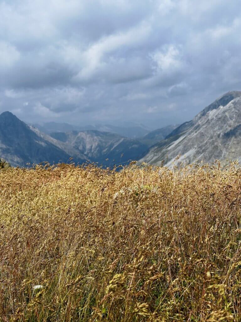 Matthias Maier | Grass on the top