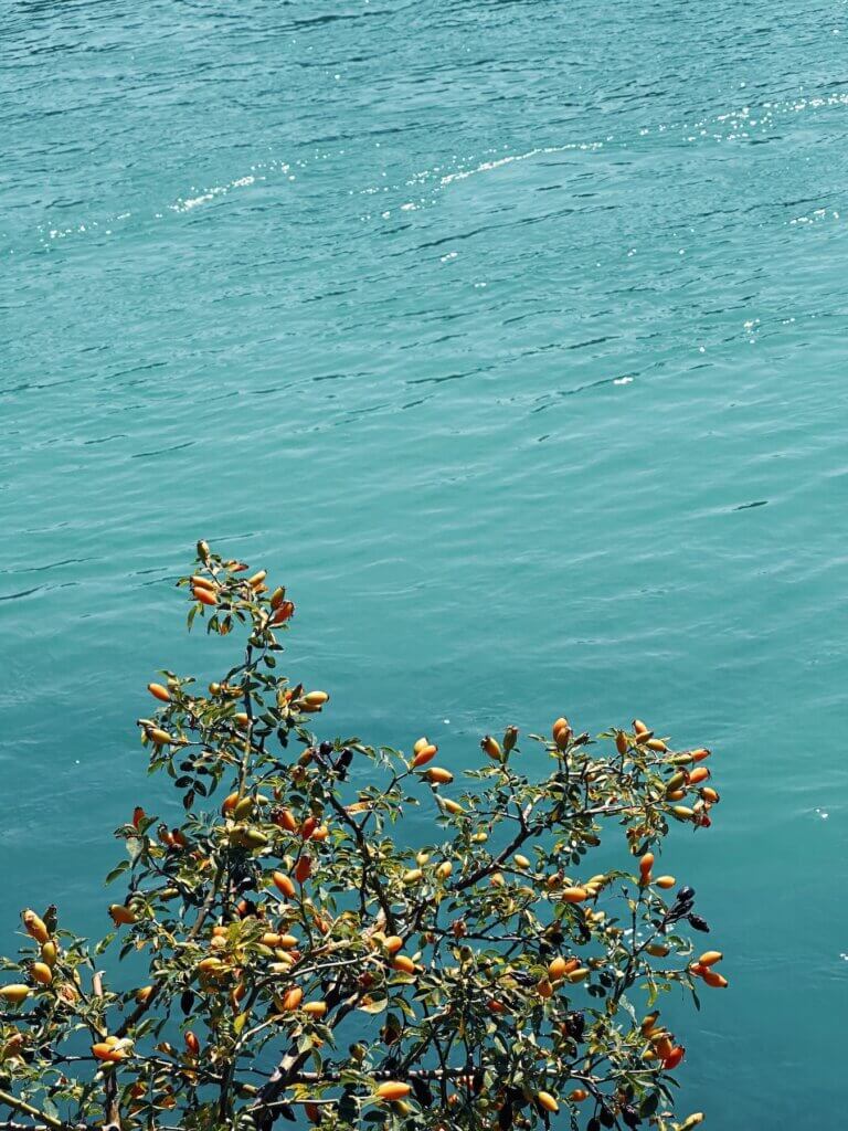 Matthias Maier | Rosehips by the water