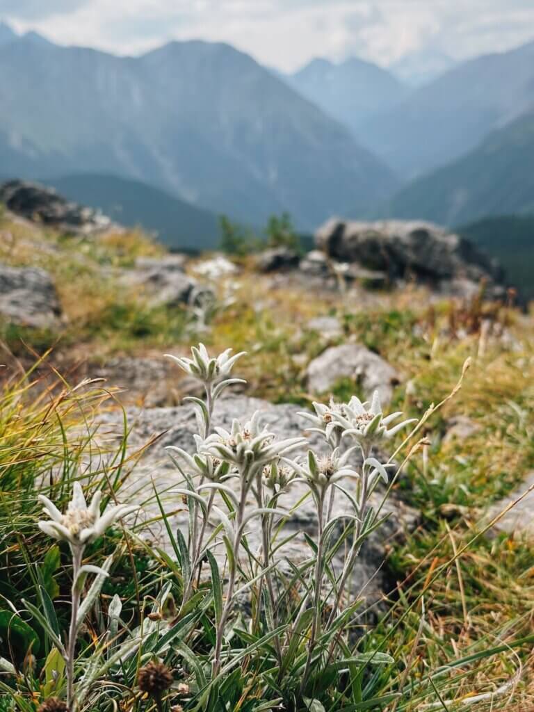 Matthias Maier | Edelweiss