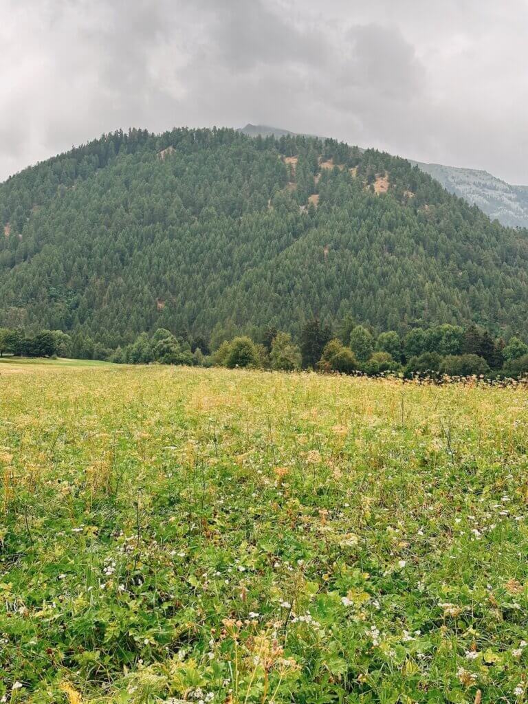 Matthias Maier | Summer meadow