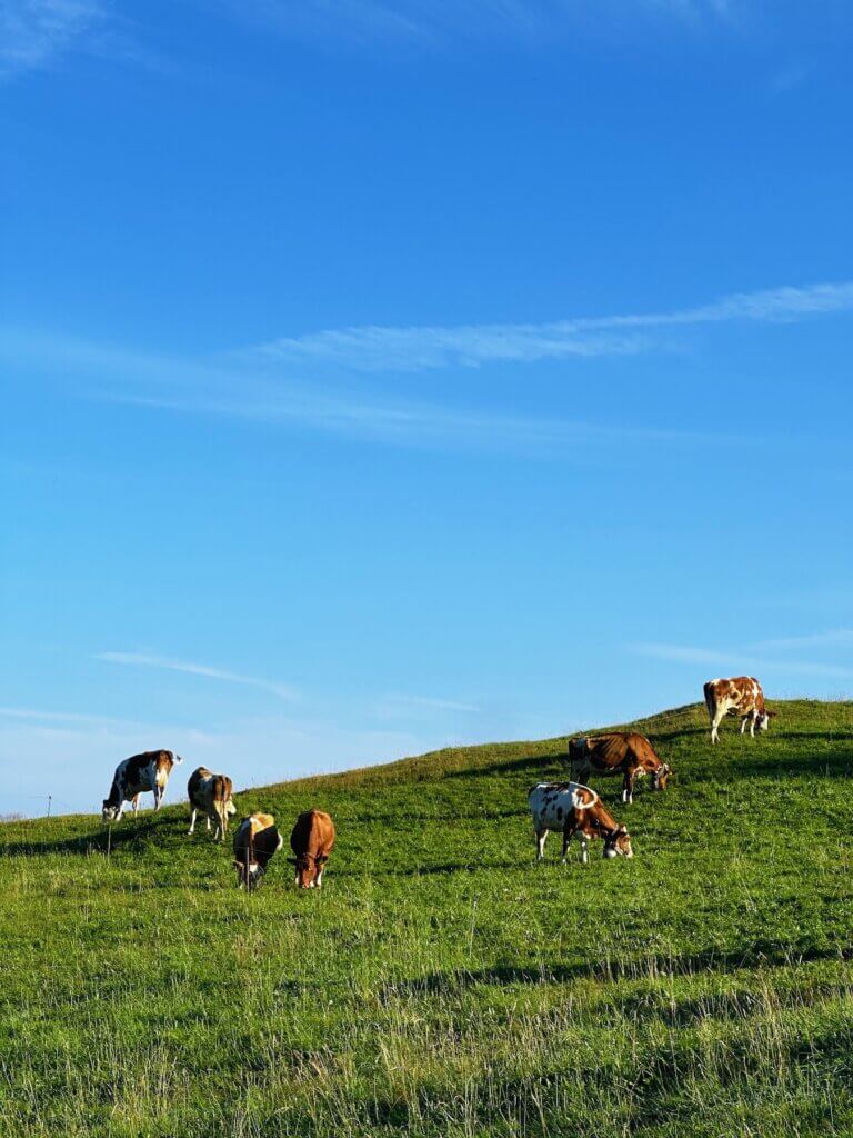 Matthias Maier | Swiss cows