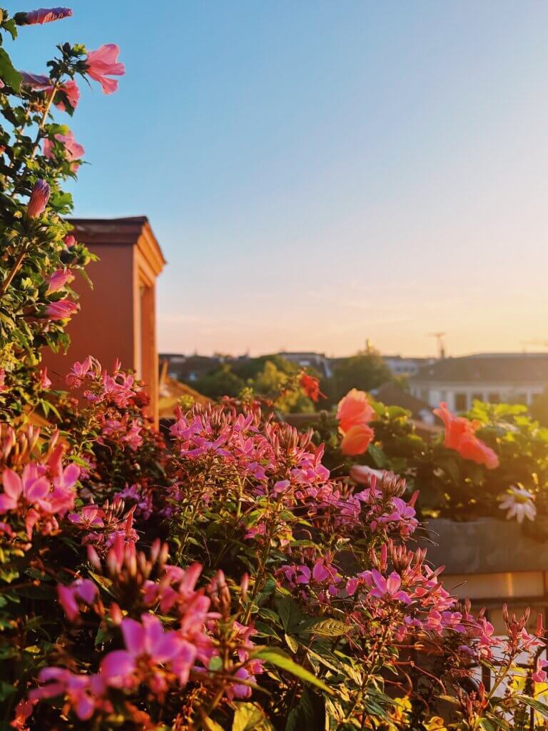 Matthias Maier | Summer evening light