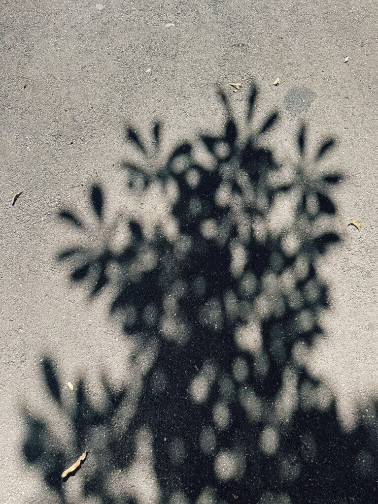 Matthias Maier | Chestnut tree shadow