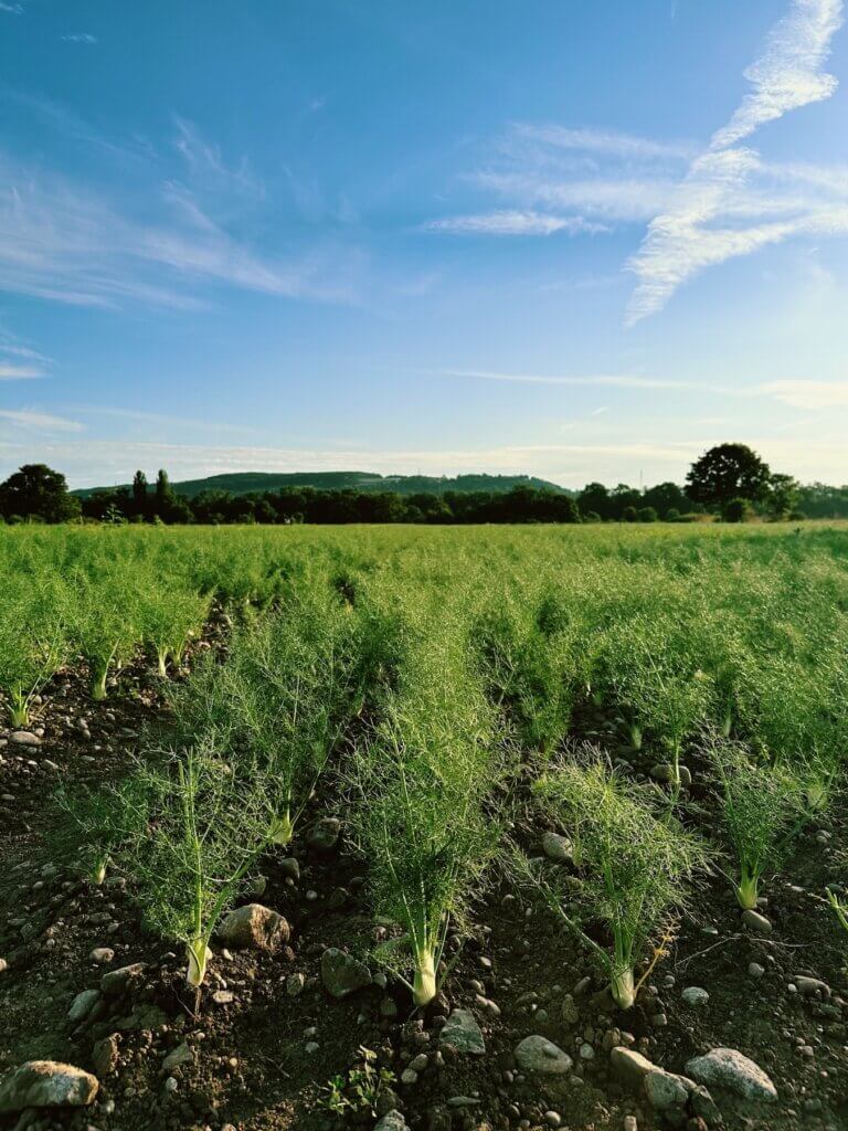 Matthias Maier | Fennel field