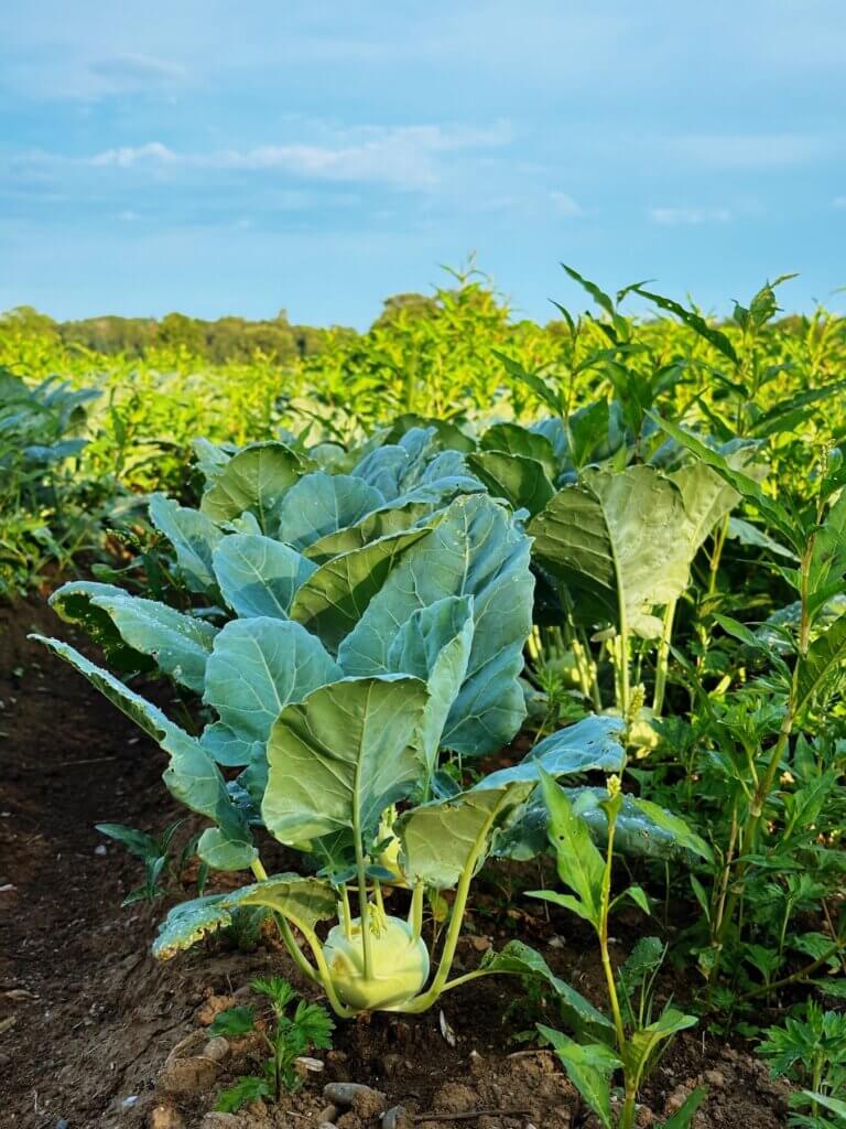 Matthias Maier | Kohlrabi field