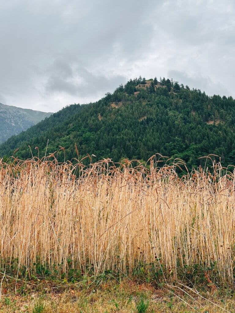 Matthias Maier | Common wheat field