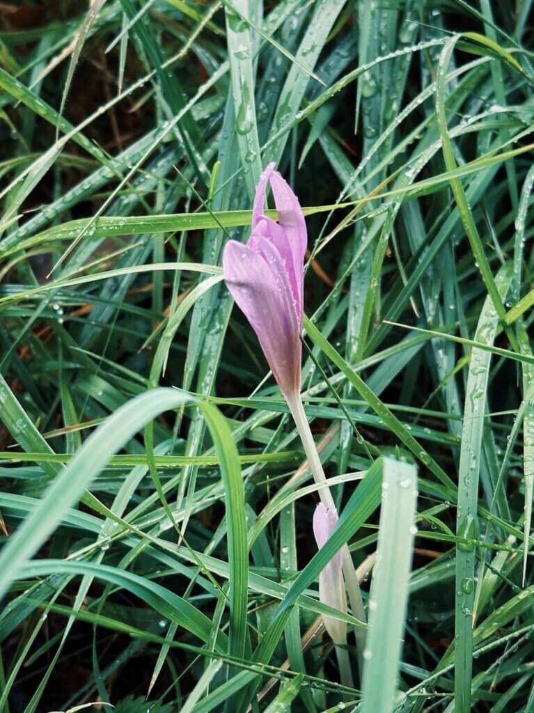 Matthias Maier | The first autumn crocus