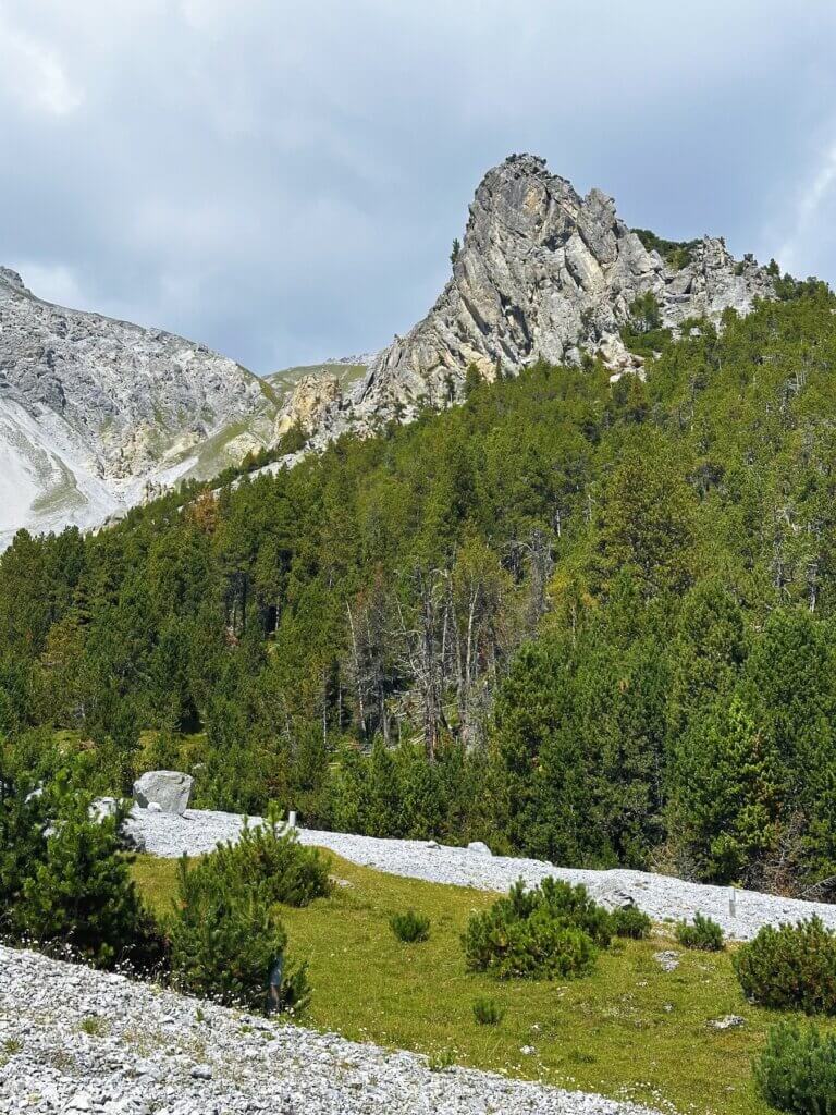 Matthias Maier | Mountain pine forest