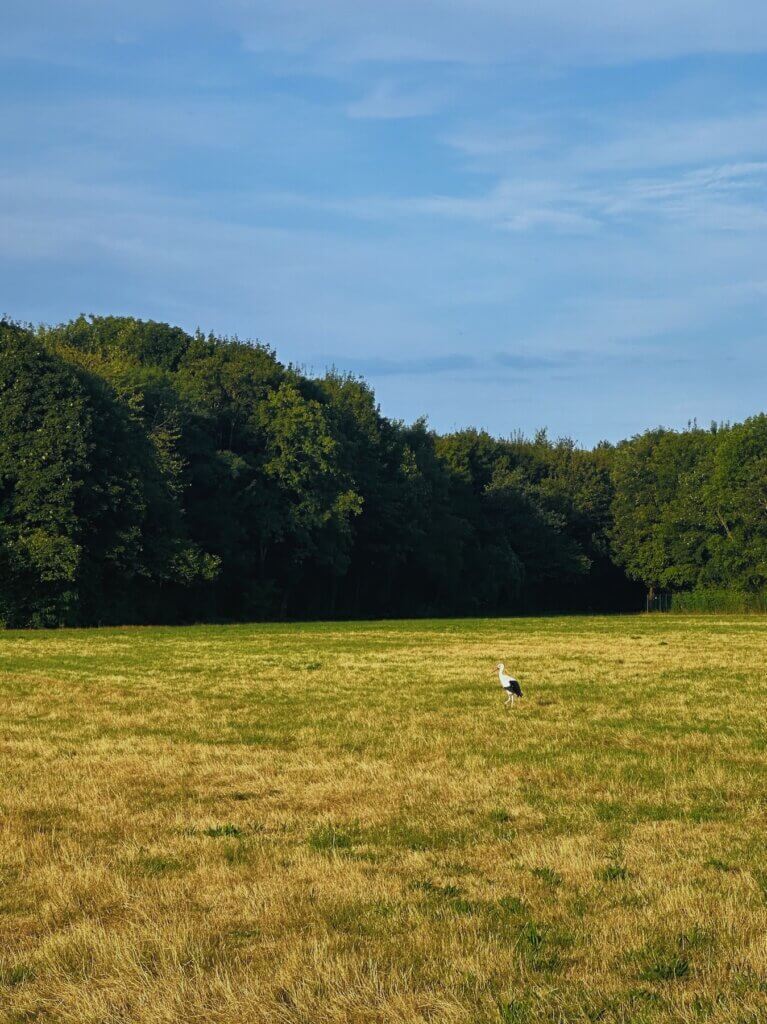 Matthias Maier | Stork