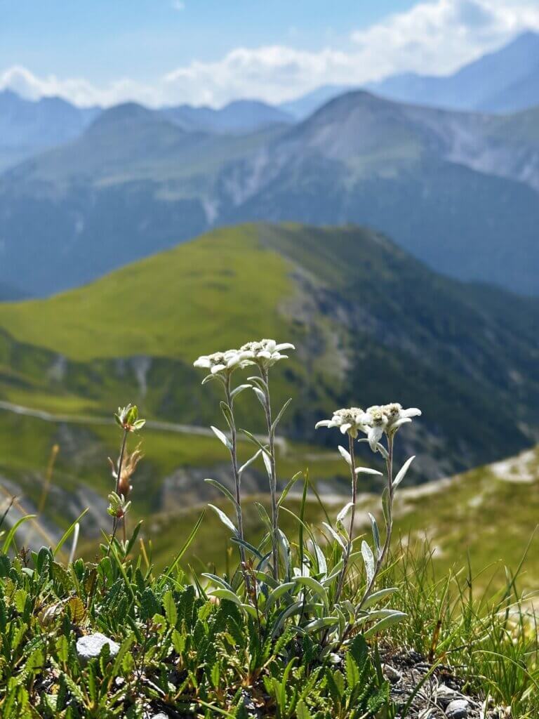 Matthias Maier | Edelweiss