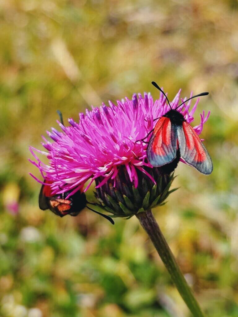 Matthias Maier | Pink'n'red