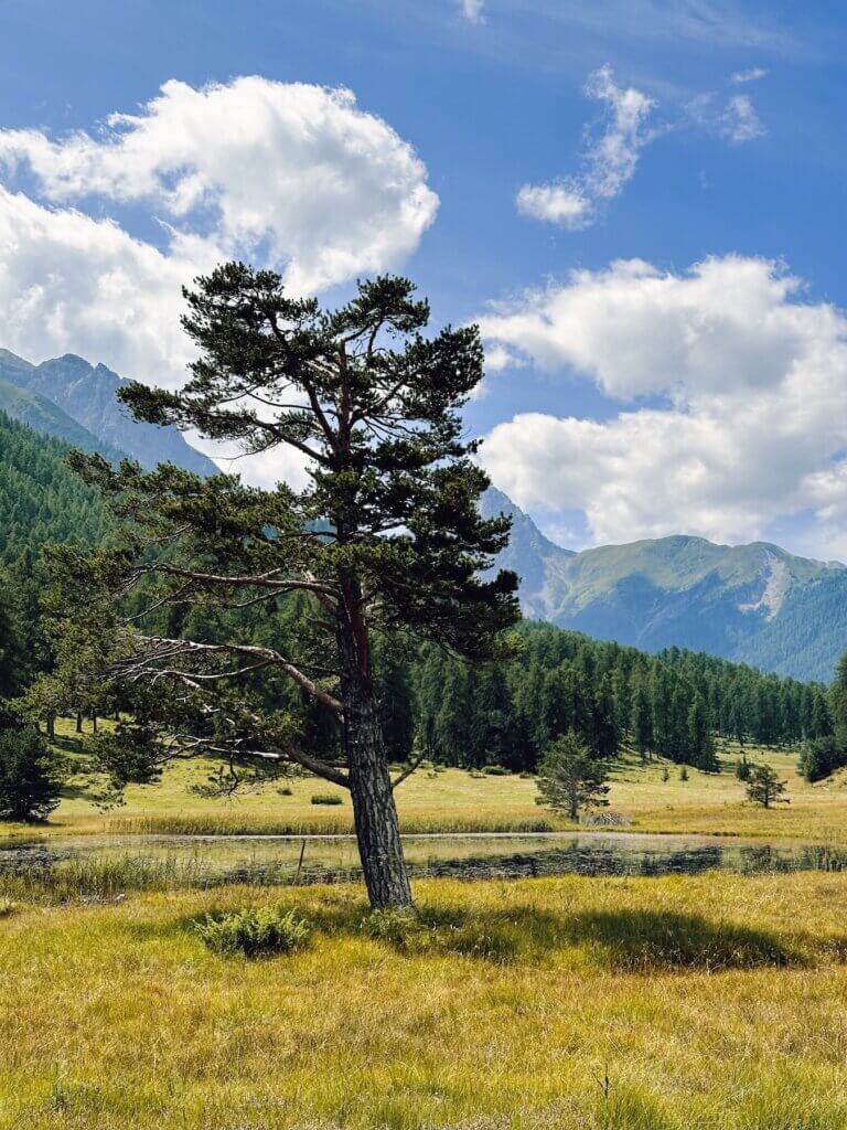 Matthias Maier | Swiss pine tree