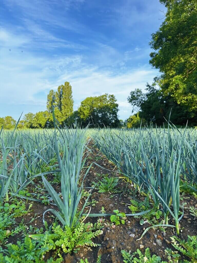 Matthias Maier | Leek field