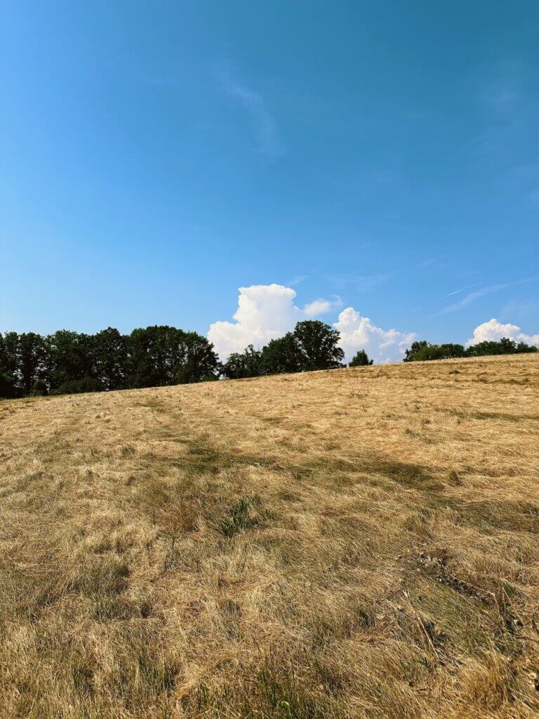 Matthias Maier | Dry grassland