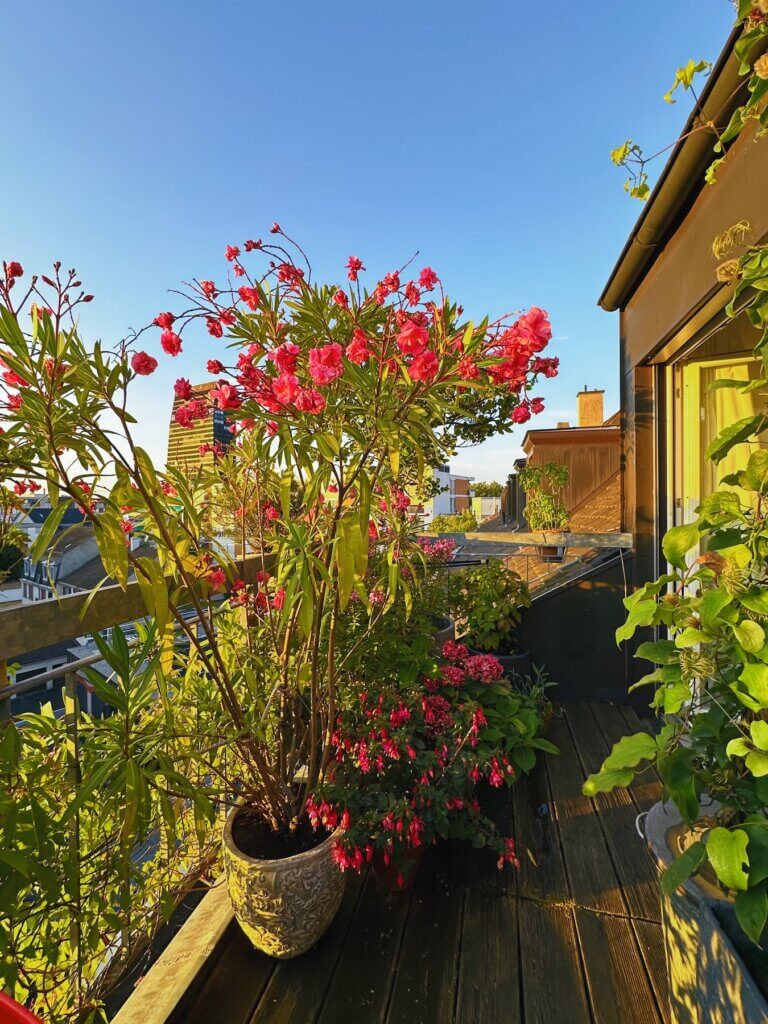 Matthias Maier | Blooming balcony