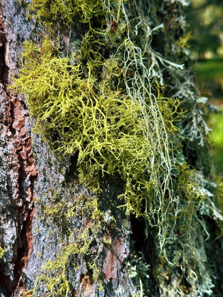 Matthias Maier | Lichen