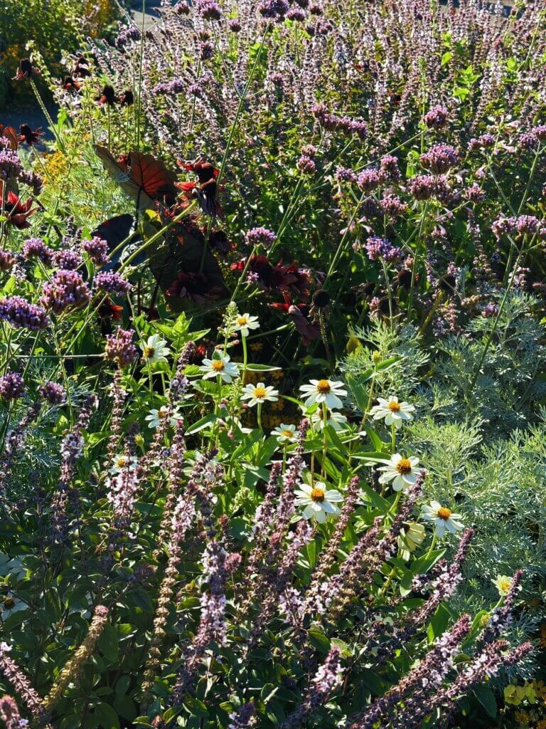 Matthias Maier | Summer blossoms