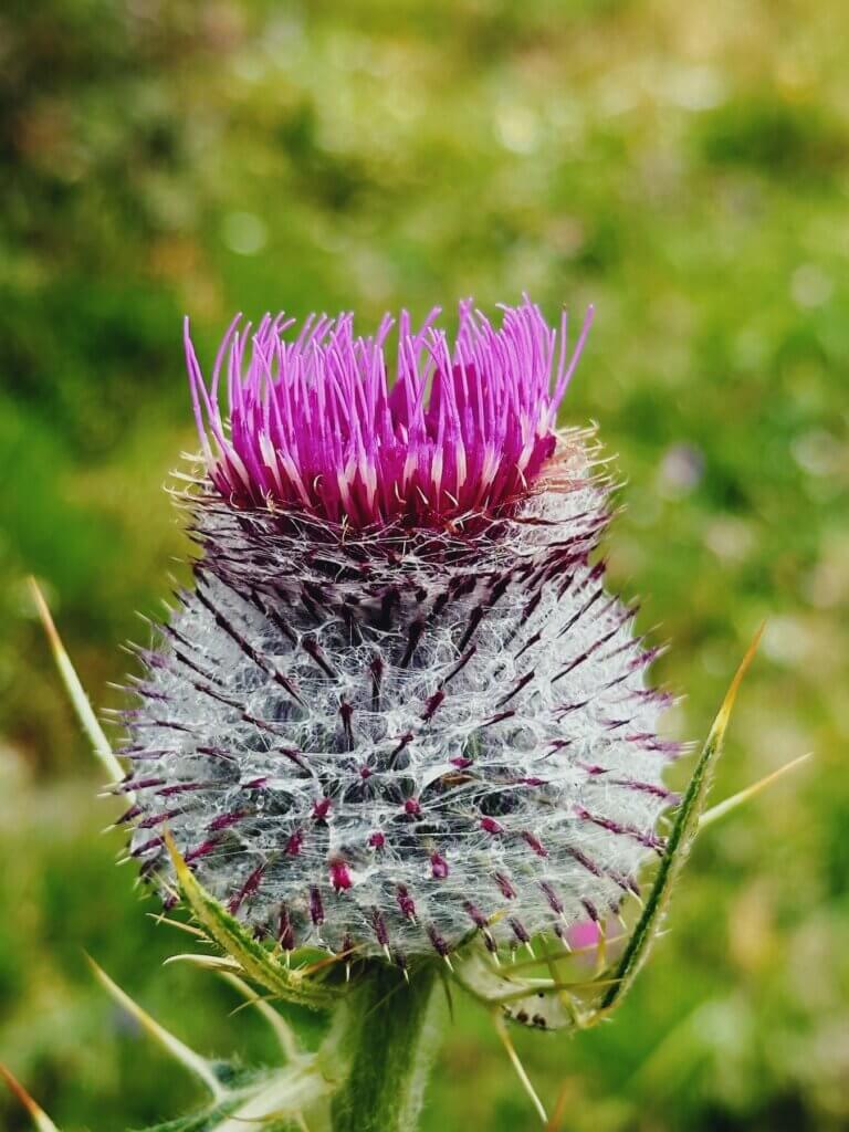 Matthias Maier | Woolly Thistle