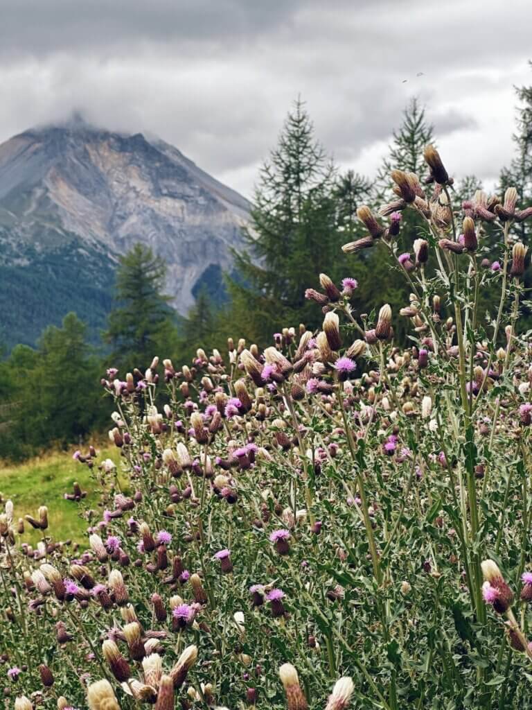 Matthias Maier | Creeping Thistle