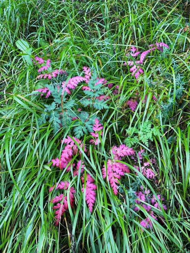 Matthias Maier | Pink leaves