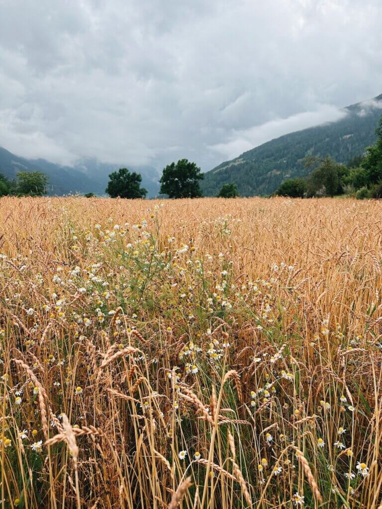 Matthias Maier | Wheat field