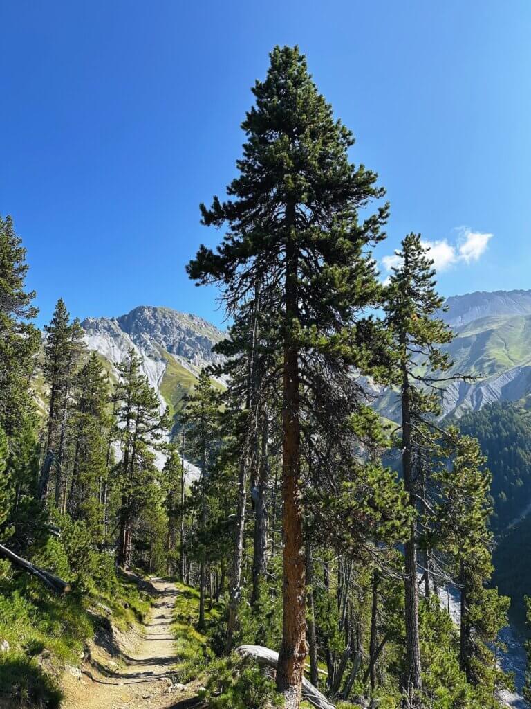 Matthias Maier | Mountain pine trees