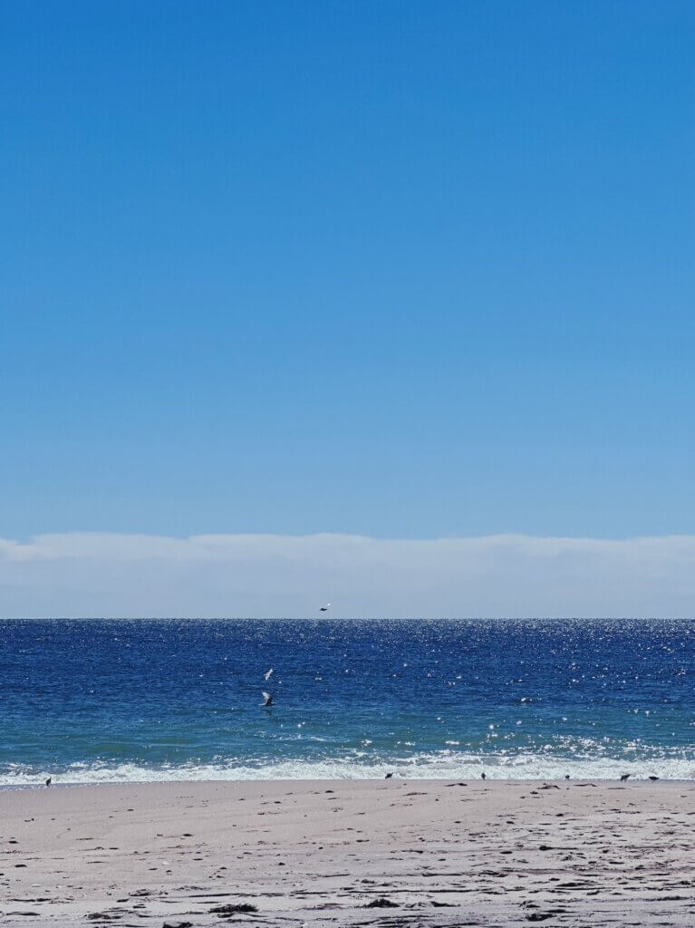 Matthias Maier | Beach birds