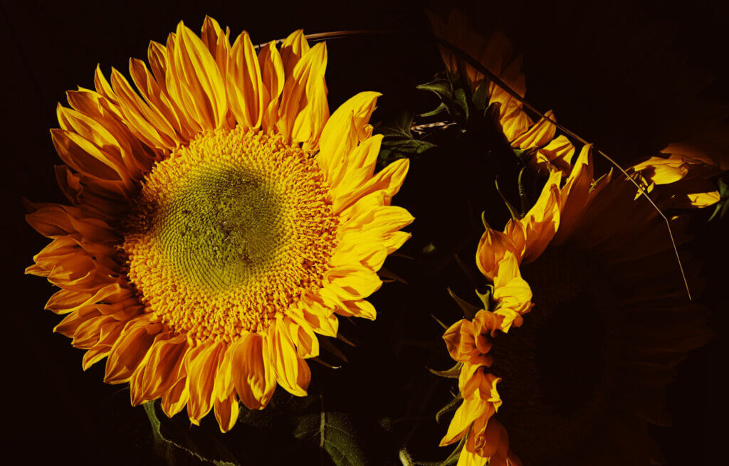 Matthias Maier | Stories | Week 37 2024 | Sunflowers in the morning sun