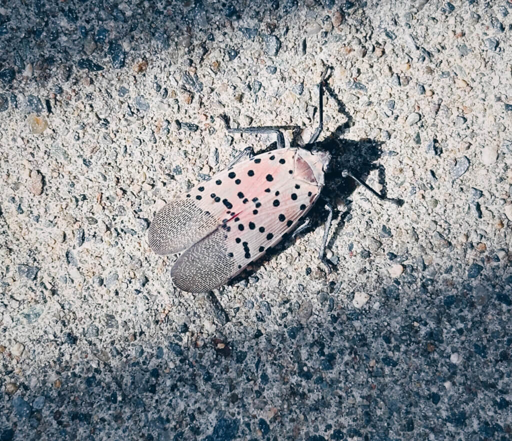 Matthias Maier | Stories | Week 38 2024 | Spotted Lanternfly